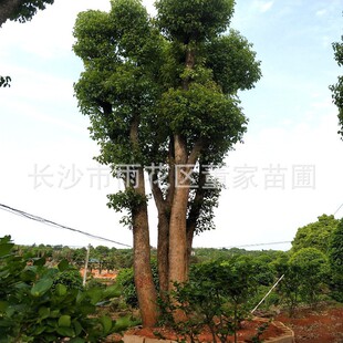 ���l���U���� 4-5�U�ą��������� ���^������ ���΃��� �r�񌍻�