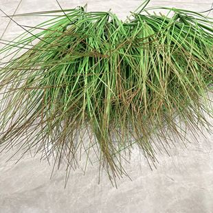 �羳�Gֲ����ٲݹ�β�ͲݾGֲ�Ƶ��̈��b侰�^��ֲ���s���Ѳ�