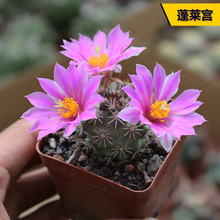 ���ֺ���������ϵ���ճ��������B����ϼ��M�϶�ë������������