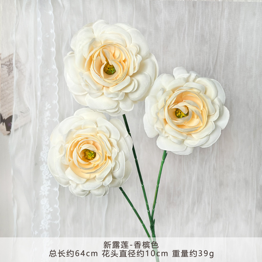 WP-新露莲-香槟