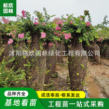 ޱƿl Gľ^ޱ͘ζޱƿ