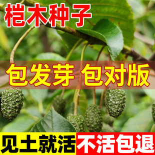 ��ľ�N����ľ�N���ļ�����ˮ���Ϙ�N��ˮ���L����N�ӽ��Ϙ�ľ�N