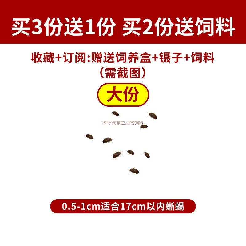 [杜比亚蟑螂昆虫爬宠活饵饲料新成体繁殖组半斤中国]