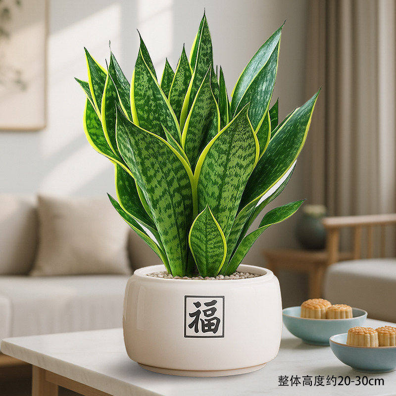 Select a+ grade gold-rimmed tiger orchid + white ceramic basin with blessing character + ceramic tablets + fertilizer