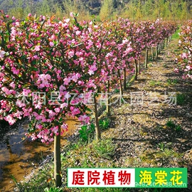 种子;灌木;乔木