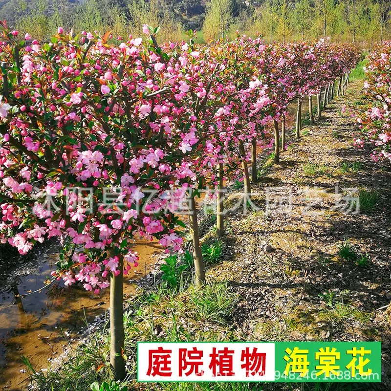 高杆海棠树苗西府垂丝北美树庭院地栽绿化苗木风景树乔木海棠188