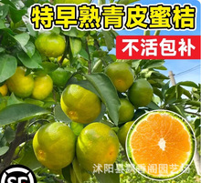 新品种青皮蜜桔树苗清香蜜桔苗橘子树树苗大树南北方种植果树果苗