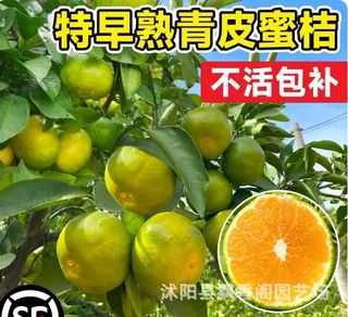 新品种青皮蜜桔树苗清香蜜桔苗橘子树树苗大树南北方种植果树果苗