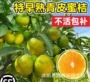 清香种植橘子树蜜桔果苗