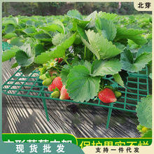 草莓支架草莓种植立体架托盘果实支撑架田园果实防烂绿植支撑架