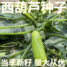 �����J�N�� 10��/��ɢ�b �a��ֱ�� �������� �Ϲ��߲˷N��