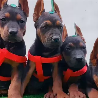 定制莱州红苏联红犬幼犬活体狗狗防爆犬大型护卫犬狼狗工作犬宠物