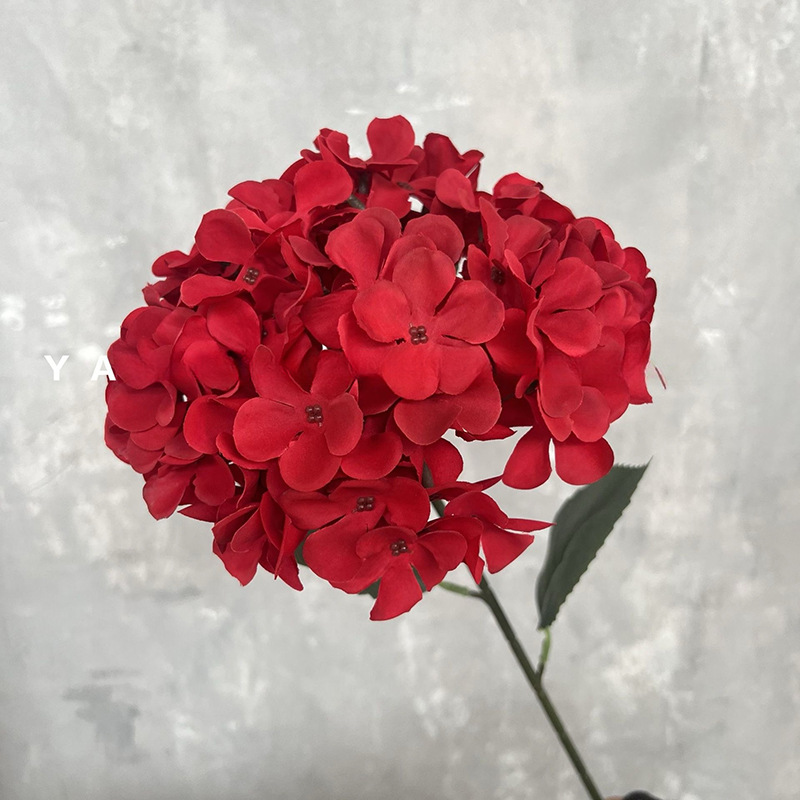 싱글 빅 수국-버건디