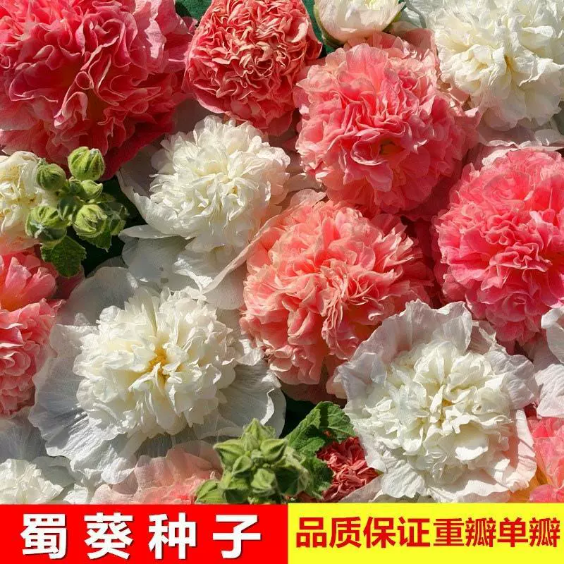 Семена цветов для весеннего посева, семена двуцветковой мальвы, семена низкорослых цветов, один метр, красный цветок, садовая клумба, комбинированные семена полевых цветов