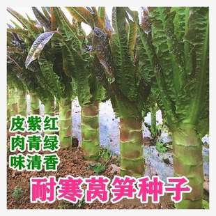 �t�n�ķN���n�S�ϾGɫ�ﶬ�r�Ҳ˷N���ļ�������S���n�S�߲˷N��