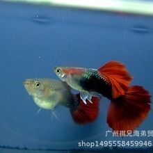 巴西红孔雀鱼 孔雀鱼 观赏鱼 扇尾孔雀鱼 热带鱼活体 热带鱼 孔雀