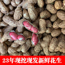 新鲜湿花生现挖现发泥花生带壳生花生农家红皮小花生鲜花生现货