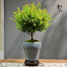 С~辰͏d҃kҺBֲļСGֲ