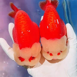 ��ƷСβ�m��ˮī��ţ�����^�p�~��ˮ��ˮ���~�ͻ�ô��l���]