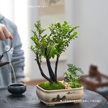 �҃��Ϙ��B��ò�С�~��̴�辰�͏d�������ԾGֲ�ļ���������ڹ�