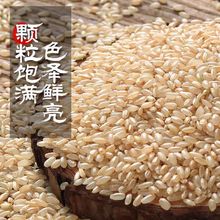 东北糙米5斤装 玄米发芽米新米杂粮五谷饭正宗五常粳米煮粥黑龙江