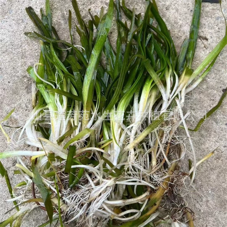 Саженцы вечнозеленой горькой травы, плотнолистовой горькой травы, подводного растения — гномовой горькой травы