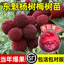 |÷玧̿ϱNֲڼ޽ˮɾӹ