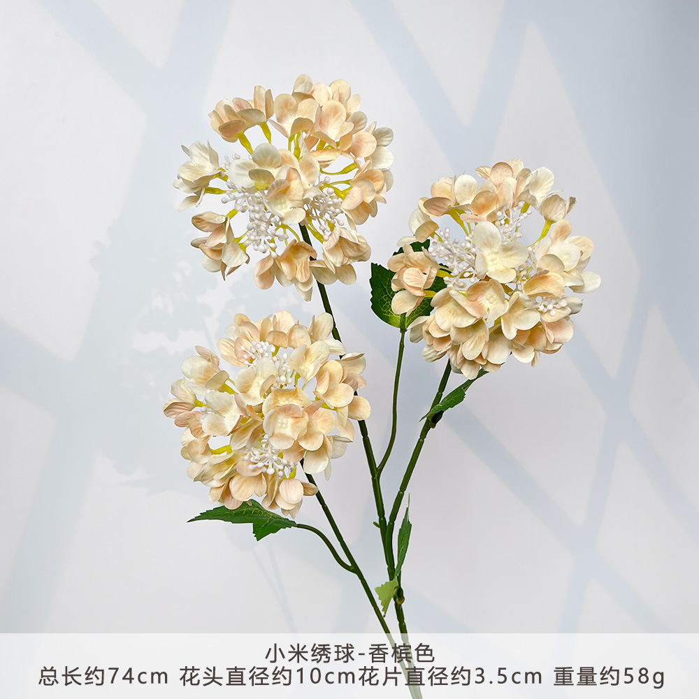 YD-小米绣球-香槟