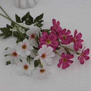 ��֧��˹�շ��滨�ճ��Ҿ��bzӰ���ߔ[�Ļ�c�bҾӔzӰ����