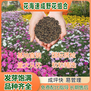 Flower Sea Quick-Growing Flower Wildflower Combination Seeds, One- and Two-Year-Old Mixed Flower Seeds, Blooming in All Seasons, Easy-To-Live Flower Seeds