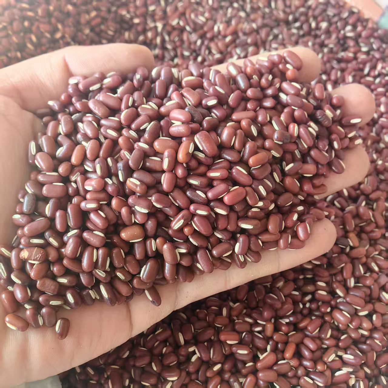 Adzuki Bean Chi Xiao Dou 500g Whole Dried Seeds Farm Grown Food Grade Grain key features