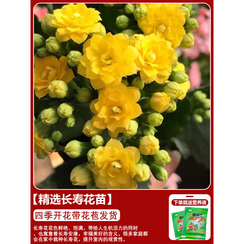 Flores de larga vida en maceta de doble pétalo, zorro dorado, gran flor con brotes de flores y plántulas, flores de interior en todas las estaciones, fáciles de cultivar.