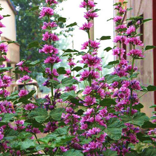 ���羳��؛���\���N���G�����X�ϻ����N���ļ����ﲥ�ͺ����ܷN��