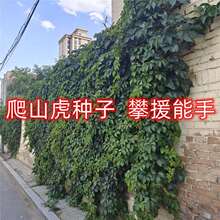 爬山虎种子爬墙能手攀援铺墙爬藤四季绿色红色好活易种绿化花籽