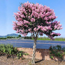 一件代发紫薇花大树苗盆栽风景树百日红火箭紫薇丛生四季花卉植物