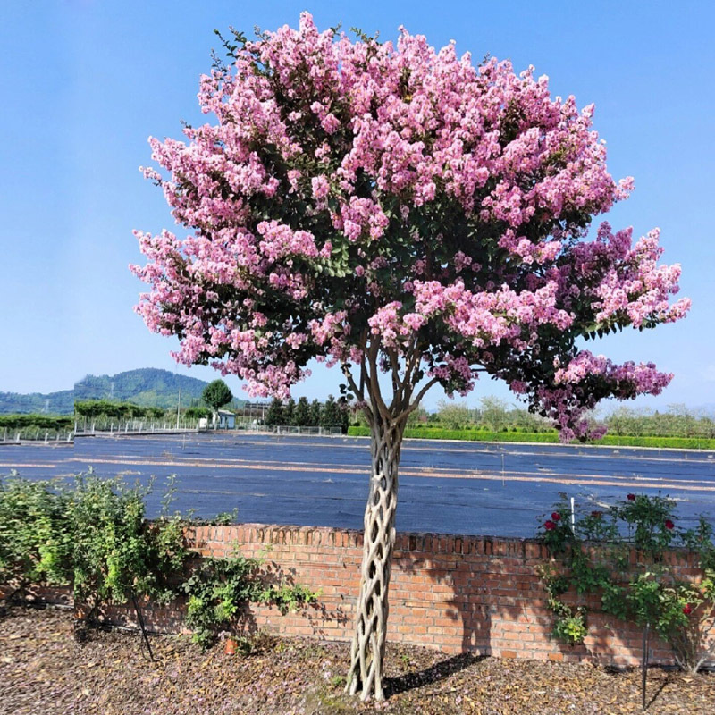 一件代发紫薇花大树苗盆栽风景树百日红火箭紫薇丛生四季花卉植物