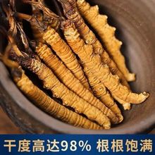 野生虫草头期甘孜藏族虫草特产礼盒非断草西藏那曲青海玉树包