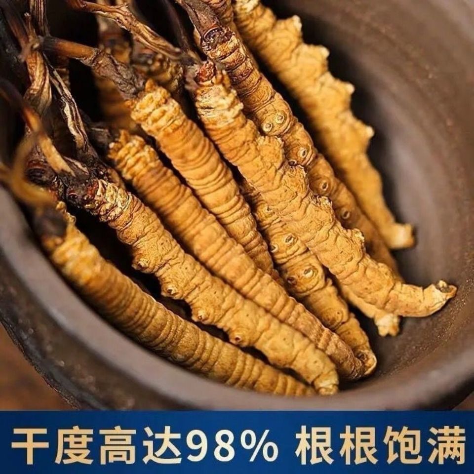 野生虫草头期甘孜藏族虫草特产礼盒非断草西藏那曲青海玉树包