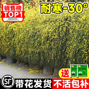 ӭͥԺGԮSܰ󴺻ֲͺ͟o¹̾Gֲ