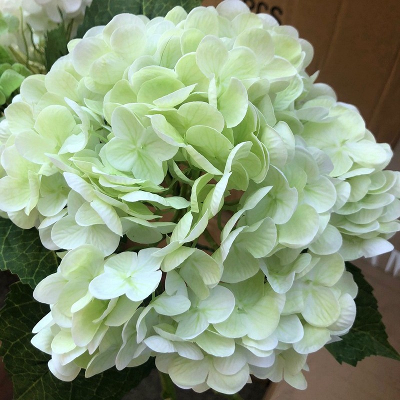 Vert clair