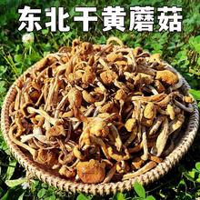 东北干滑子菇黄蘑菇干货菇无根肉厚非野生小鸡炖蘑菇口感嫩滑