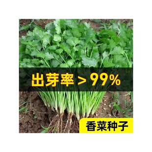 �r�҂��yС�~��Ʒ�N��˷N���ļ��߲˴��~��������������ѷN��