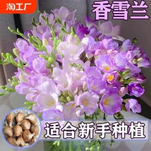 �ļ��_���ذ���ѩ�m�N�������҃����̨ͥԺ�����ͻ������mС�n�m