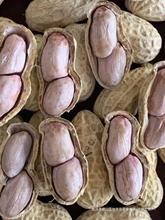 正宗农家水煮白晒干花生蒜香五香花生米带壳咸酥炒货香脆产零食