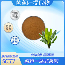 芭蕉叶提取物/多糖植物芭蕉叶粉/液水溶性食品级原料厂家现货10:1