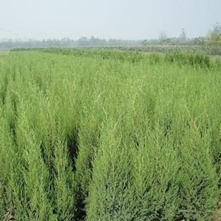 Greening Street Trees, Hedges, Pine Needles, Pine Needle Seedlings, Drought-Resistant, Evergreen in All Seasons, Complete Specifications and Excellent Prices