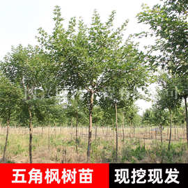 五角枫苗园林工程绿化苗木庭院景观植物花卉风景树落叶乔木五角槭