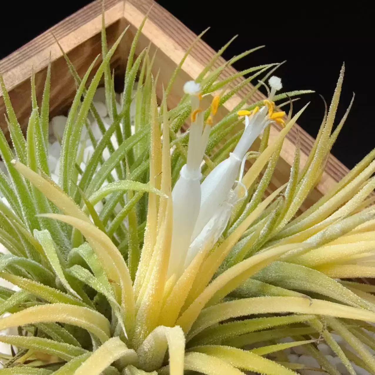 Персик, родной, морозный, ананас, беспочвенная растительная основа, оптовая продажа, ленивое украшение для дома