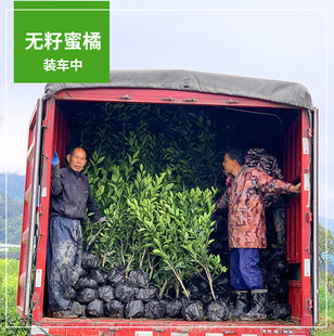 Authentic Linhai Yongquan Early-Maturing Tangerine Seedlings, Seedless Tangerine Saplings, Grafted Seedless Tangerine Seedlings That Bear Fruit in the Same Year