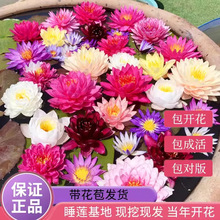 һ�����l�ͺ�˯ɏ���Kˮ��ֲ���ļ�ˮ����ˮ�Bɏ�����Ի��ܺɻ���